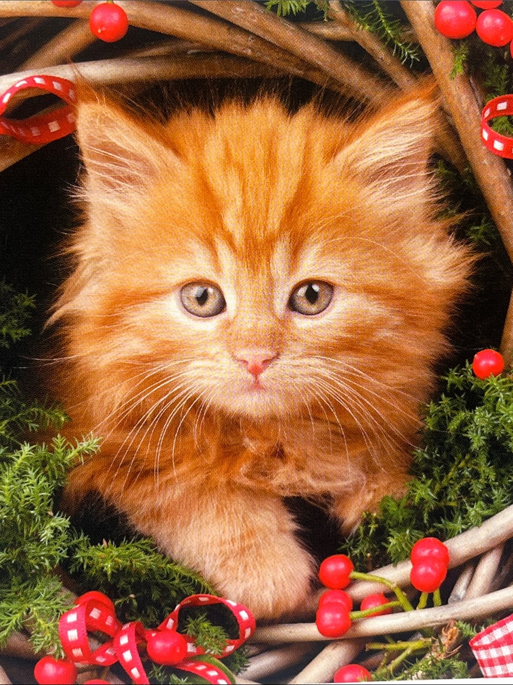 Kitten Christmas Card